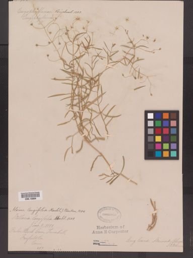 Stellaria longifolia