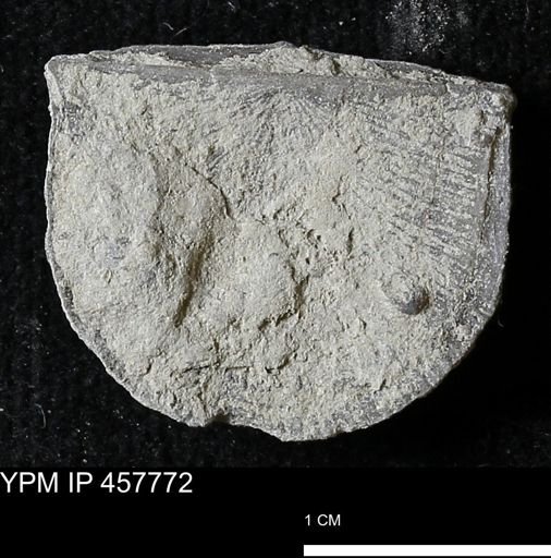Strophodonta sp.