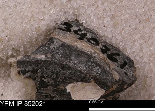 undet. Mollusca