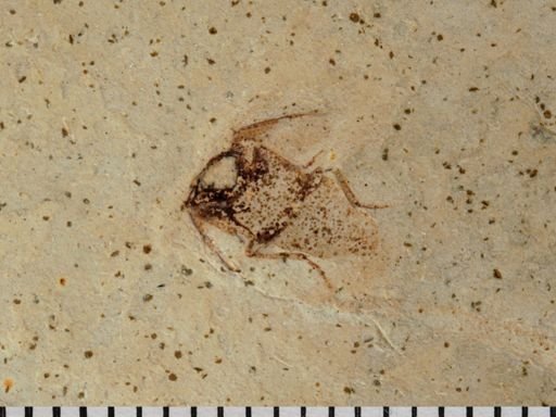 undet. Hemiptera