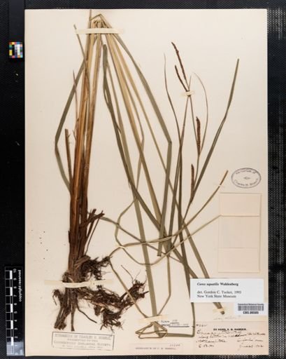 Carex aquatilis