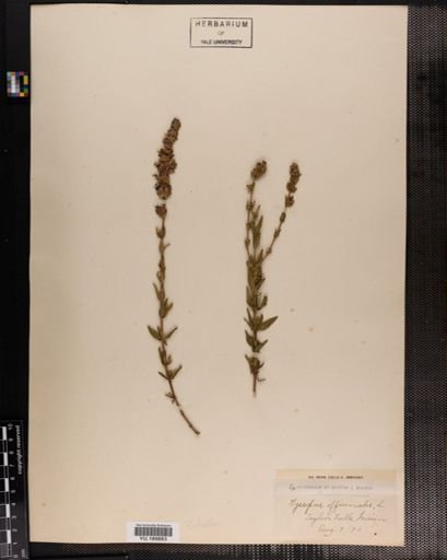 Plantae