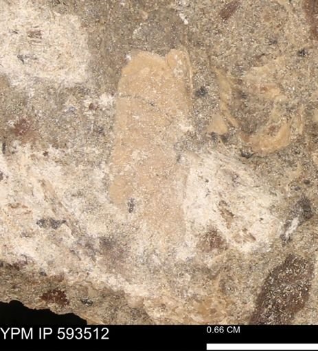 taxon undetermined