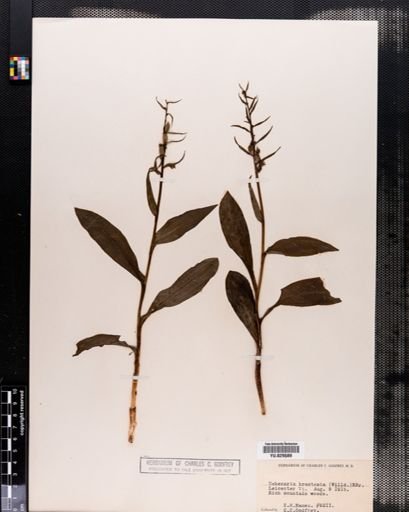 Habenaria