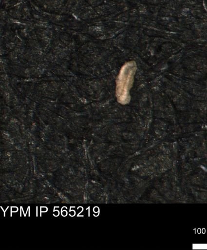 Miliammina manitobensis