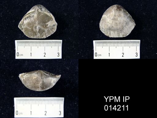 Gypidula petoskeyensis