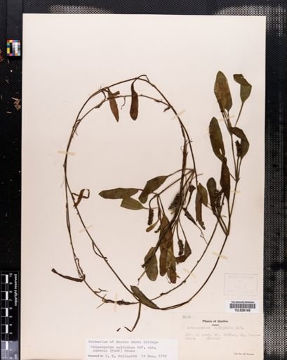 Plantae