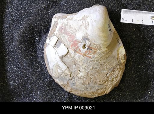 Inoceramus sp.