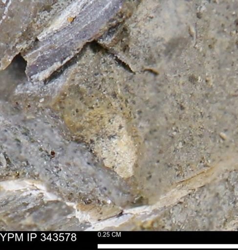 undet. Bivalvia