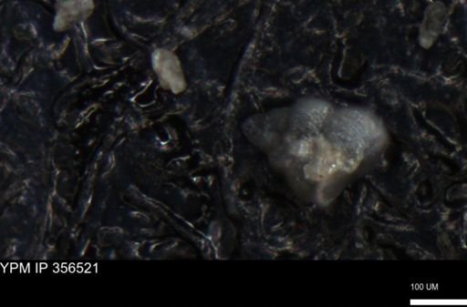 undet. Foraminiferida