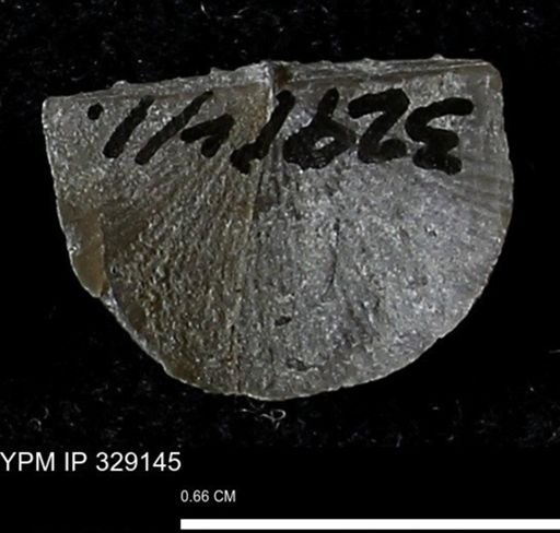 Stropheodonta concava