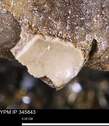 Limopsis striatopunctatus