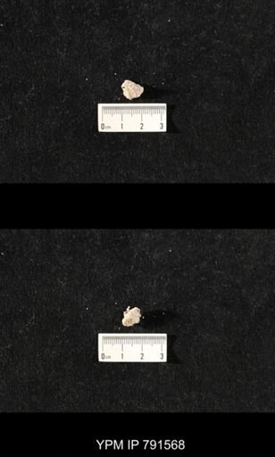 undet. Bryozoa