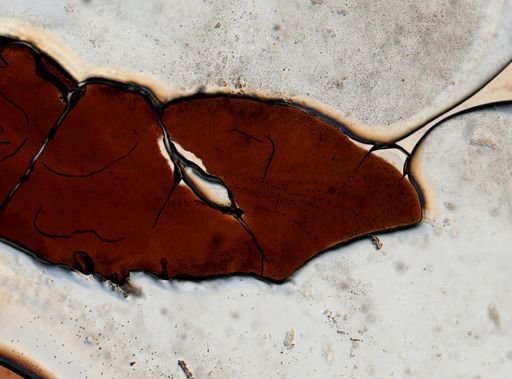 Latocestus whartoni