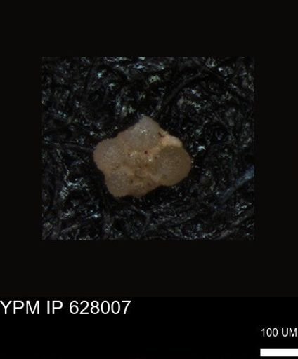 undet. Foraminiferida