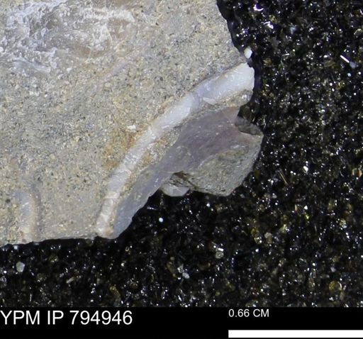 undet. Bivalvia