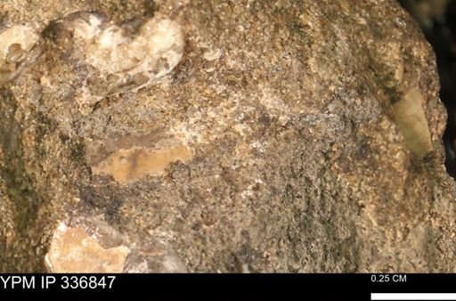 undet. Mollusca