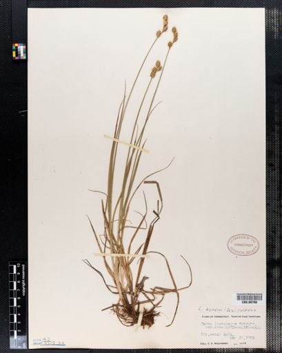 Carex festucacea