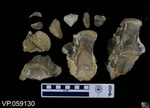 undet. Mosasauridae
