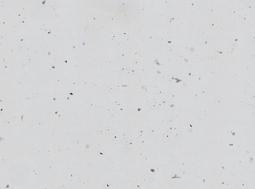 Chalinula loosanoffi