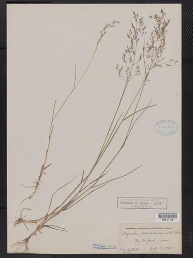 Agrostis perennans