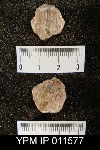 Avonia walcottiana