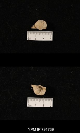 undet. Brachiopoda