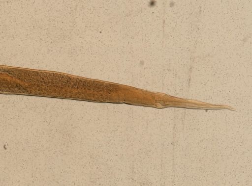 Ganguleterakis spumosa