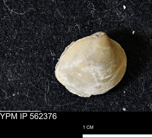Limopsis striatopunctatus