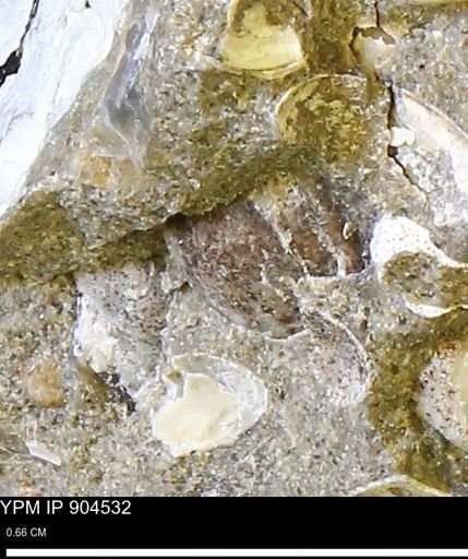 Corbulamella sp.