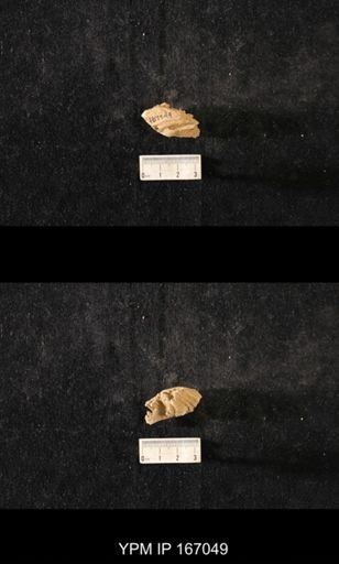 Brachiospongia digitata