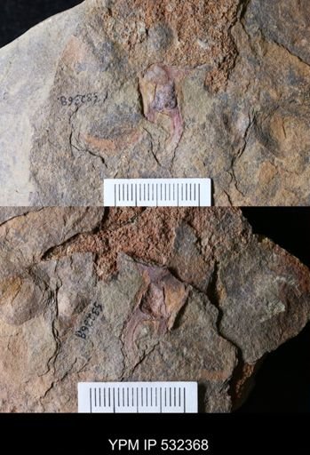 Marrellomorpha