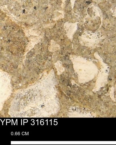 undet. Mollusca