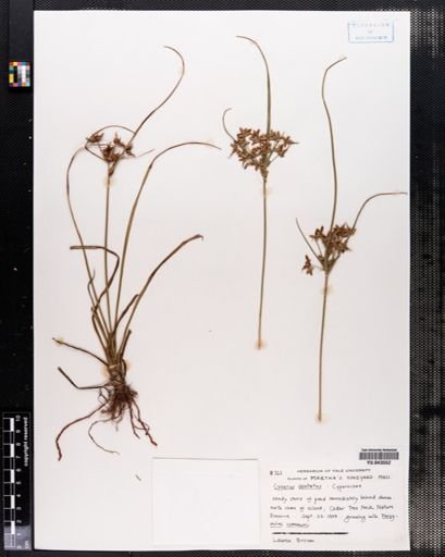 Cyperus dentatus