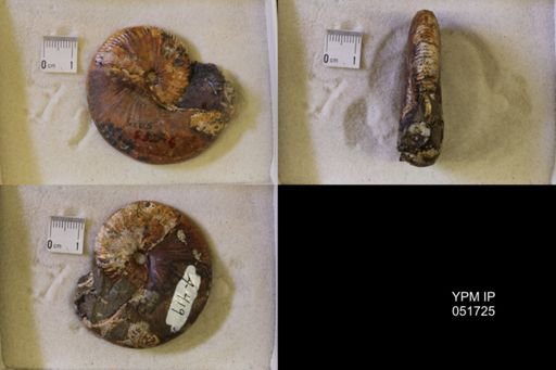 Hoploscaphites nicolletii
