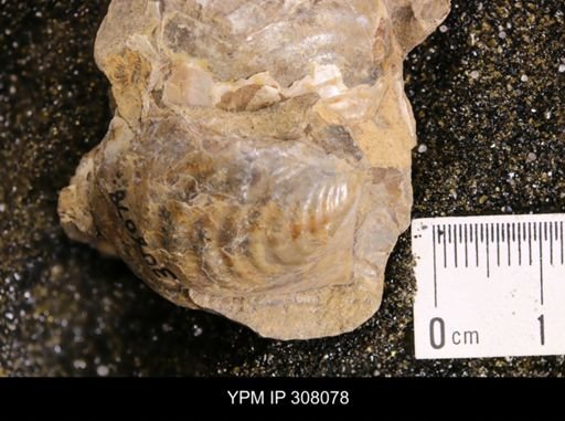 Inoceramus sp.