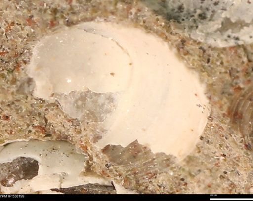 Corbulamella gregaria