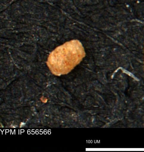 undet. Foraminiferida