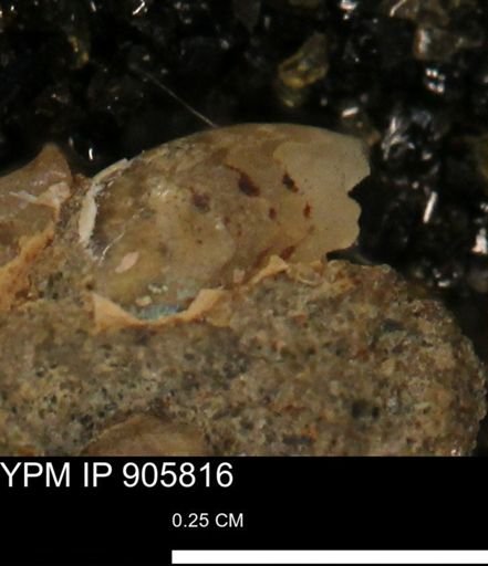 undet. Ammonoidea