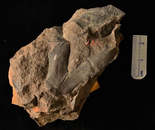Lygodium kaulfussi