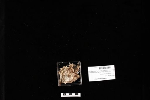 Cottus groenlandicus