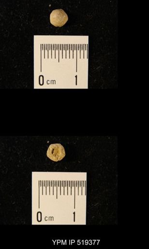 Erisocrinus typus