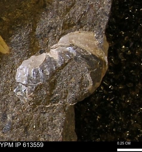 Scaphites sp.