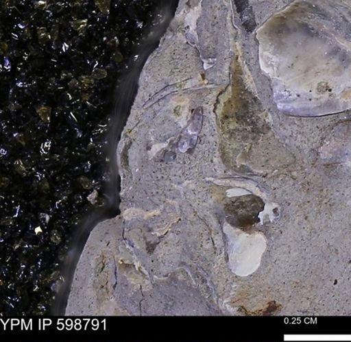 undet. Mollusca