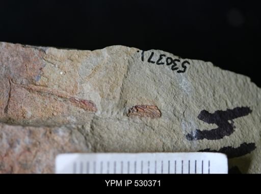 undet. Graptolithina