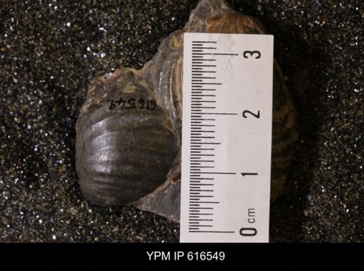 Inoceramus crippsii barabini
