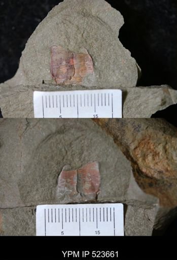 Nautiloidea?