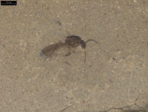 undet. Diptera