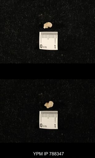 taxon undetermined