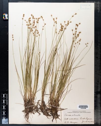 Carex echinata